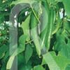PEPINO ALFICOZ
