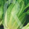 LECHUGA ROMANA VALLADOLID