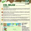Col de Milán "Virtudes 2"