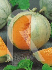 Semillas de Melon Cantaloup 6g