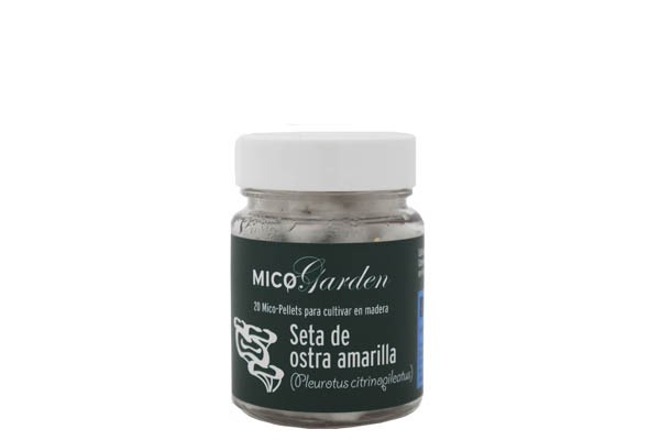 Micelio en pellets para Cultivar Seta de Ostra Amarilla