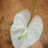 Anthurium